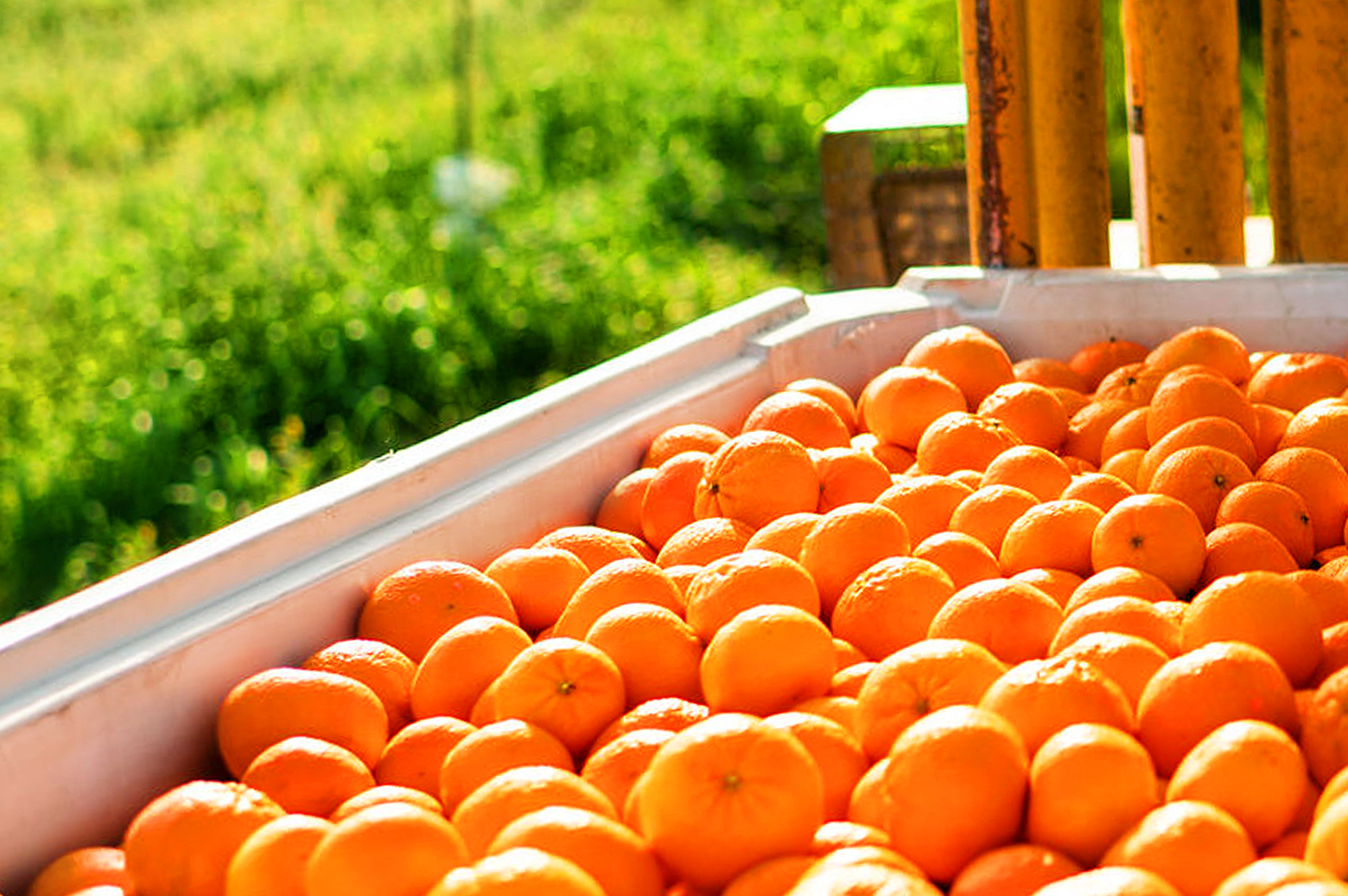 A large container of clementines outside near a field