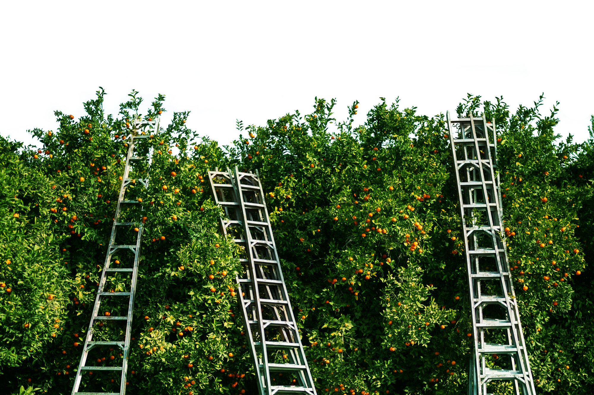 A tall wall of citrus bushes has a couple of ladders leaning on it in front of a white sky